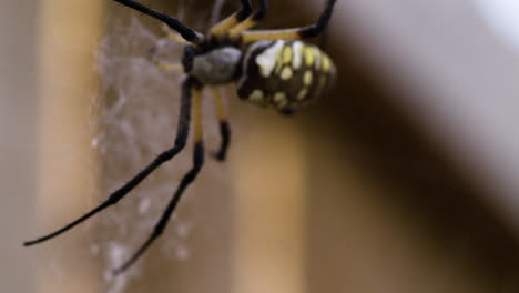 Closeup-of-Black-and-Yellow-Garden-Spider-On-Web