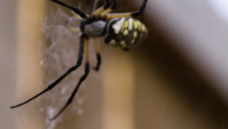 closeup of black and yellow garden spider on web