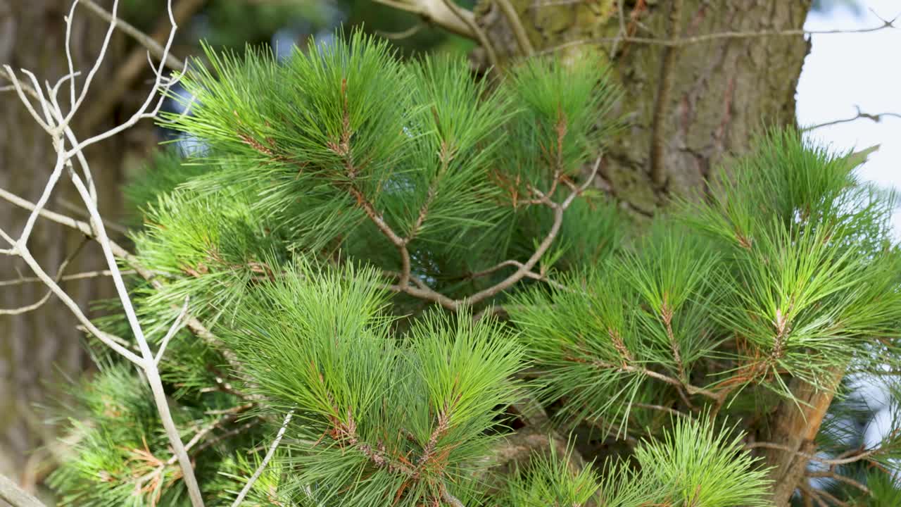 Austrian pine branches sway gently in the wind, showcasing vibrant green needles against a clear sky
