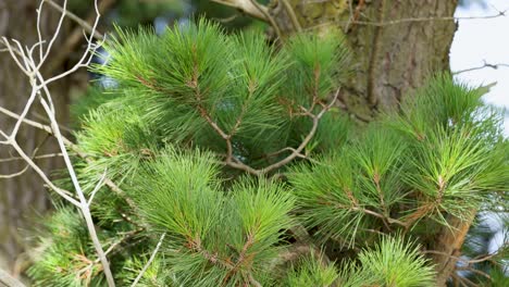 austrian pine branches sway gently in the wind, showcasing vibrant green needles against a clear sky