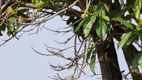 Flying-up-from-one-small-branch-to-another-as-it-forages-for-insects-to-eat,-Warbler,-Thailand