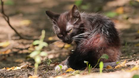 stray kitten bitten by fleas. stray cat is an un-owned domestic cat that lives outdoors and avoids human contact: it does not allow itself to be handled or touched, and remains hidden from humans.