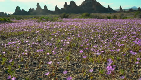 hundreds of beautiful pink wildflowers wiggling in the wind at trona pinnacles, an epic location in the california mojave dessert