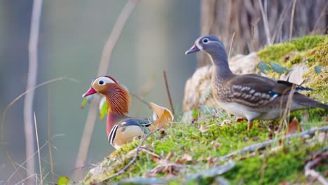 pair of mandarin ducks perched on grass looking out