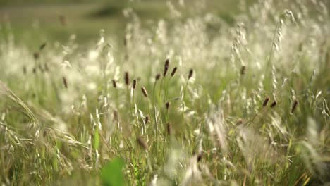 landscape grass field in a windy day