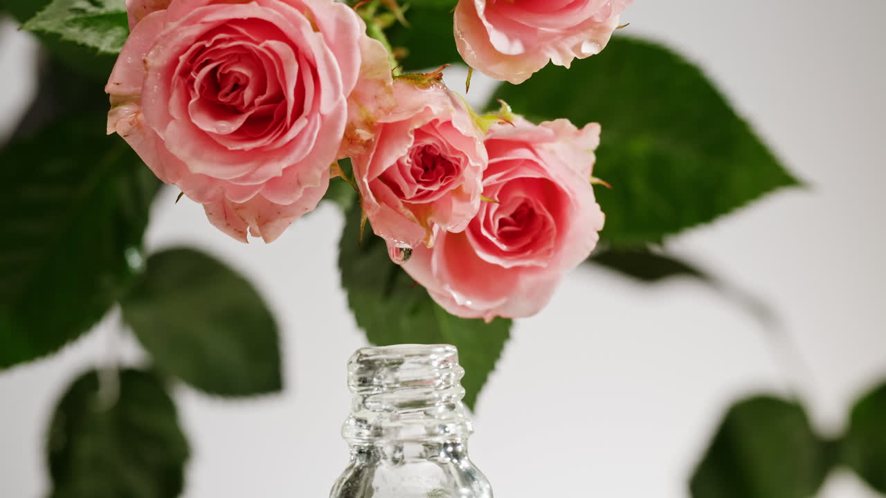 Pink Roses and Rose Oil