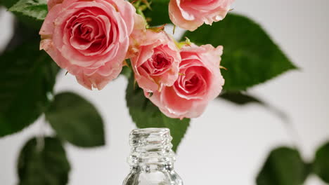 pink roses and rose oil