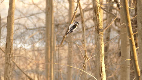 wide angle shot woodpecker sitting on tree branch in forest at sunset