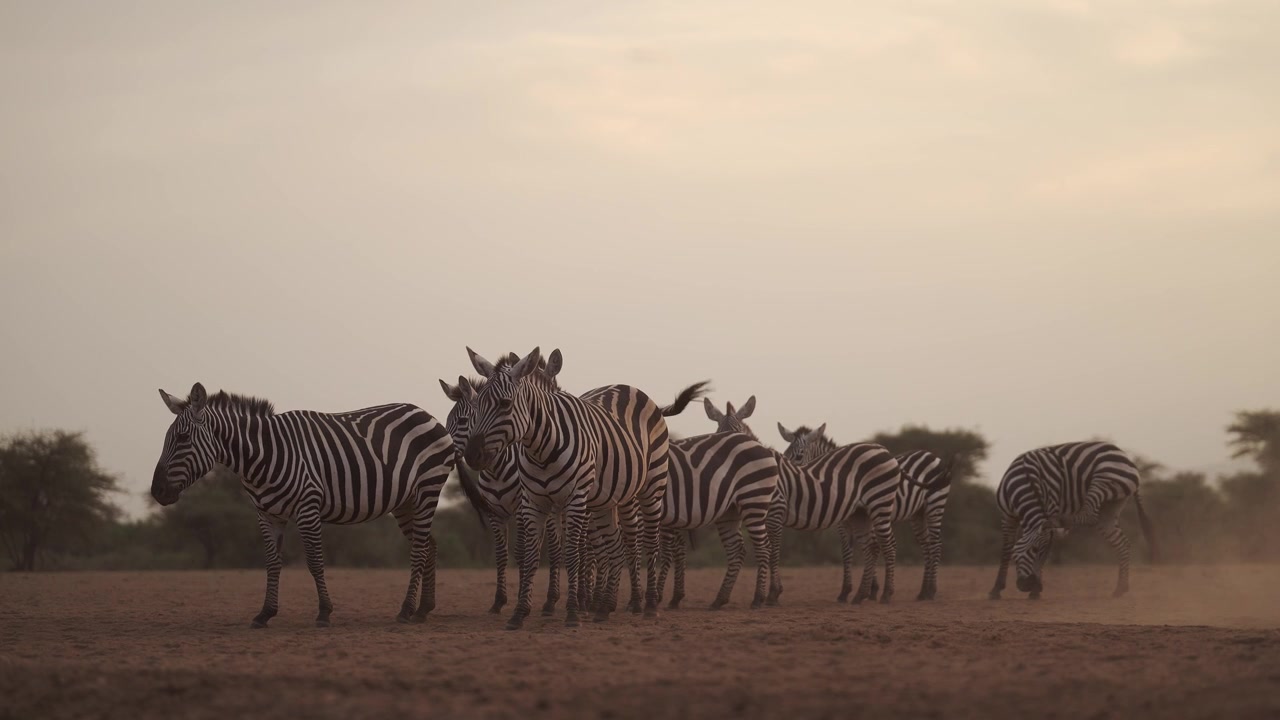 Scena polverosa con una zebra al tramonto durante la stagione secca, con la polvere nell'ora d'oro. Animali selvatici africani da safari in Kenya, in Africa.