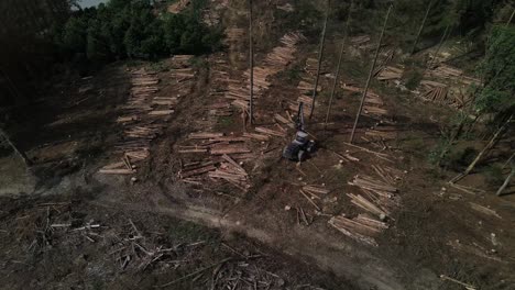 transportista durante la tala de bosques después de la tala de árboles