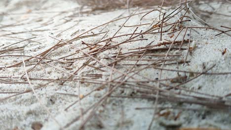 A-group-of-red-ants-were-passing-through-a-sandy-beach-area