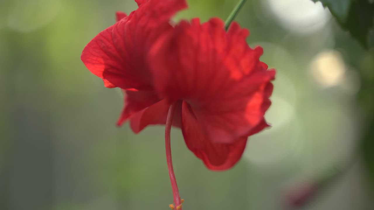 Fiori rossi di ibisco, o rosa cinese, sbocciati sull'albero.