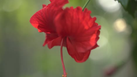 Jaba-Roja-O-Flores-De-Rosas-Chinas-Florecieron-En-El-árbol