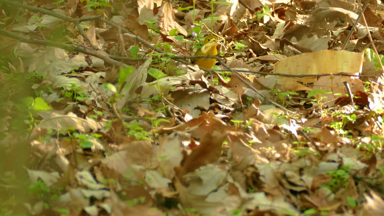 Yellow Warbler in Forest