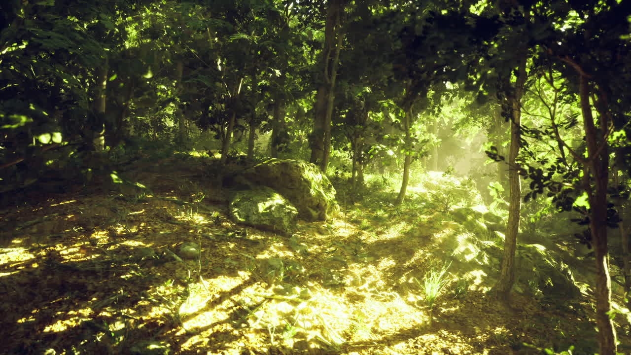 Ombra di foglie baciata dal sole, terreno muschioso caldo lungo un sentiero tranquillo per il relax