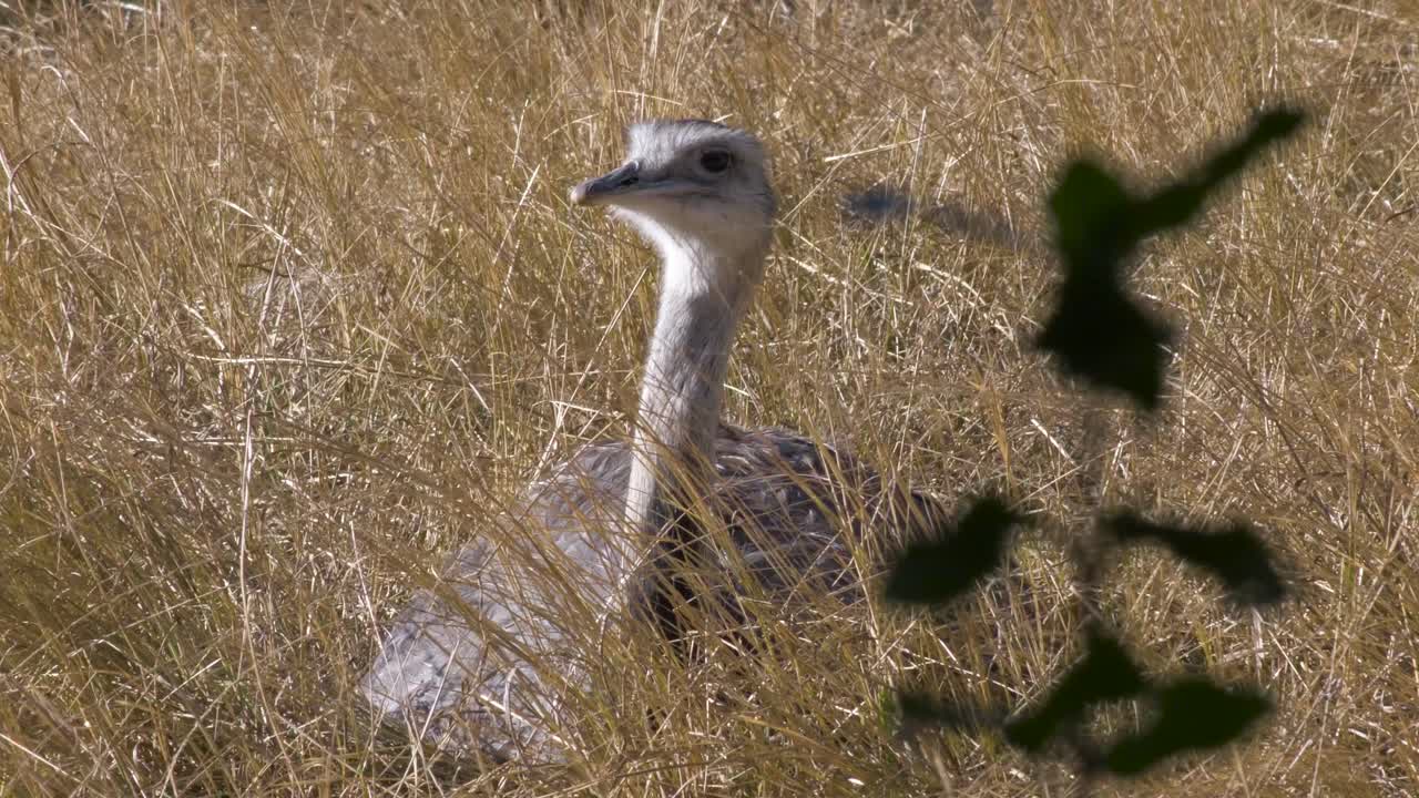 Burung unta duduk di rumput panjang