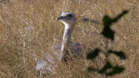 Ostrich sat in the long glass