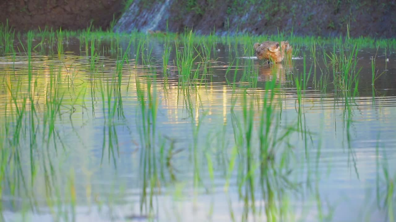 cámara lenta - campo de arroz inundado con patos en él