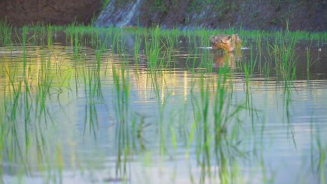 slow motion - flooded rice field with ducks on it