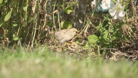 little chick on a free range chicken farm yard