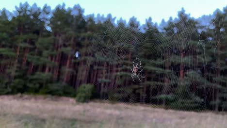 Toma-Estática-De-Telaraña-Intrincada-Con-Araña-Balanceándose-En-El-Viento-Con-Fondo-Forestal