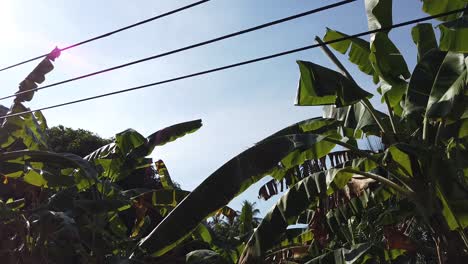 plátanos y viejas líneas eléctricas bajo el sol brillante en las islas andaman en india