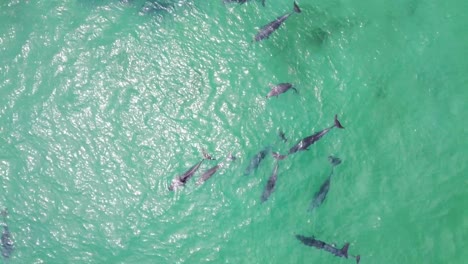 vista aérea de drones de una manada de delfines en el océano pacífico