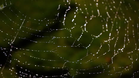 lower right portion of spider web