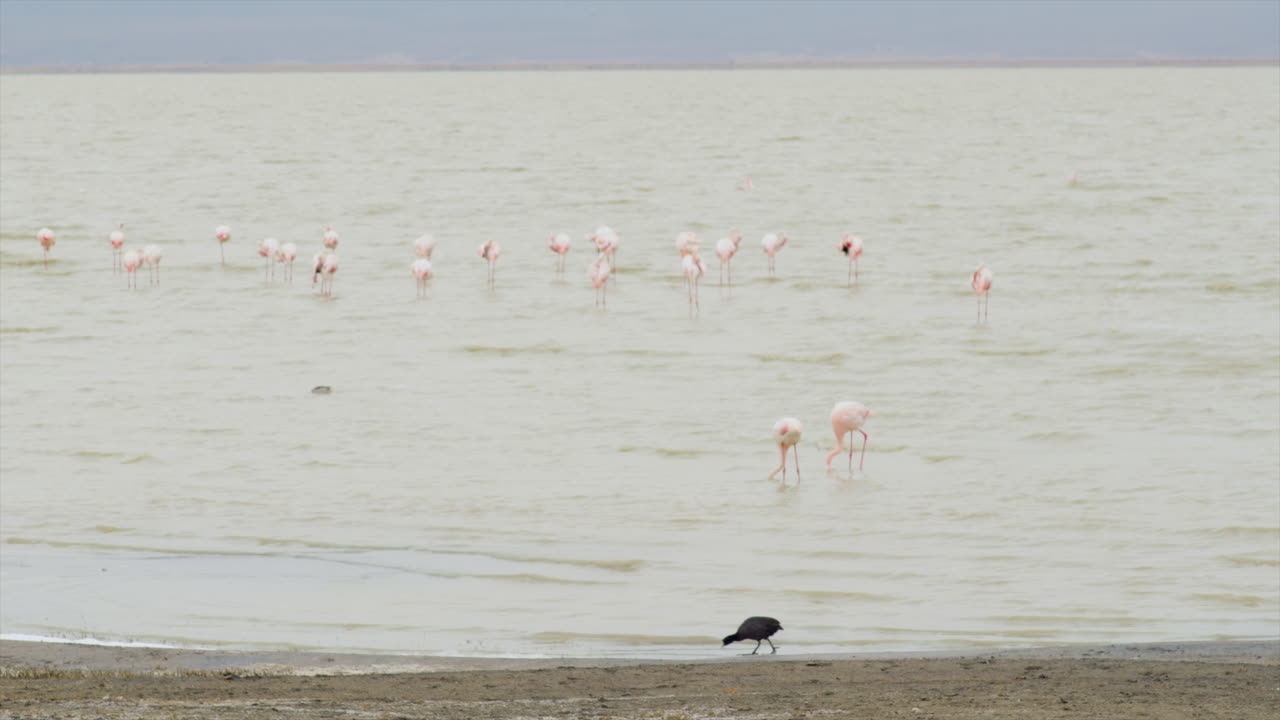 플라밍고는 케냐 응고롱고로 호수의 염수에서 먹이를 먹고 있습니다.