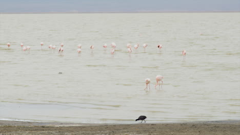 Flamingos-feed-in-the-salty-waters-of-Lake-Ngorongoro,-Kenya