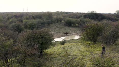guy on a hill observa una manada de bisontes europeos en un abrevadero,chequia