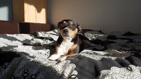 cute ratonera bodeguero andaluz dog laying in the sunshine on bed relaxing