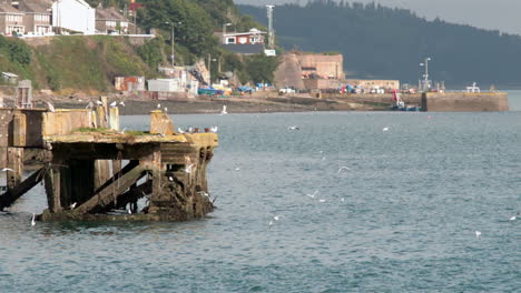 Möwen-Fliegen-über-Das-Meer-Und-Den-Hafen