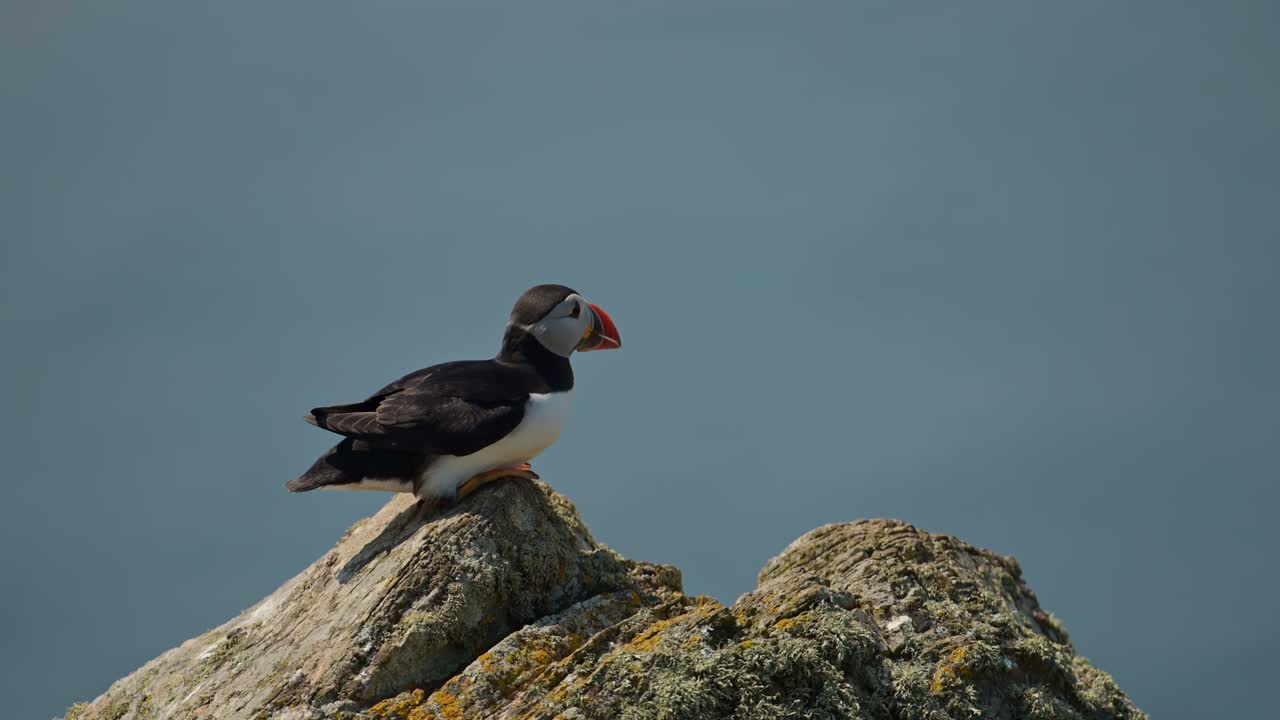 Puffin Sitting on a Rock on the Coast with Blue Ocean Sea Water Behind, Atlantic Puffin Sat on Rocks on the Top of Cliffs on Skomer Island in Wales, UK Birds and Wildlife