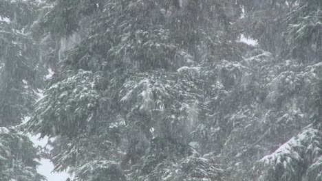 Starker-Schnee-Fällt-In-Einem-Wald-1