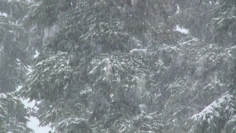 fuertes nevadas caen en un bosque 1