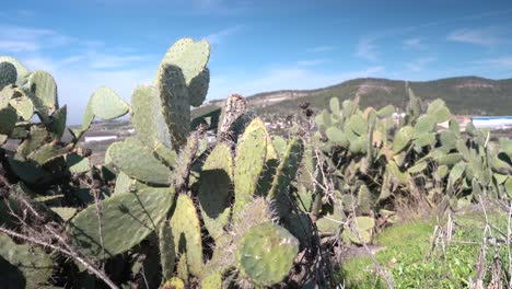 cactus cactus en israel ladera de la montaña belleza