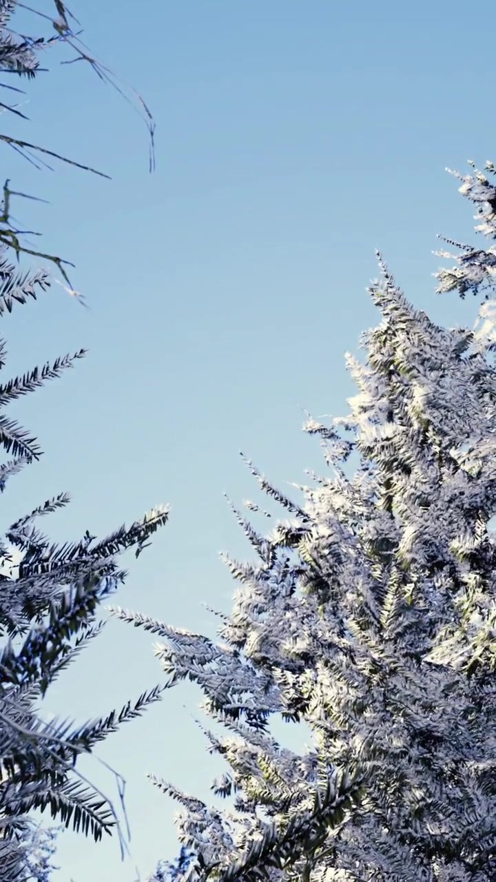 Snow covered trees under a clear blue sky in winter season