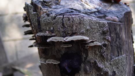 cerca de hongos que crecieron en un tocón de árbol cortado
