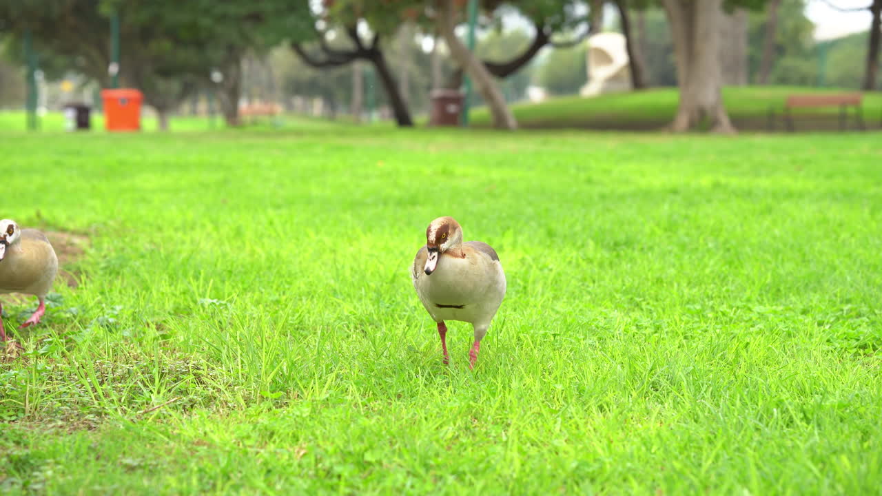 이스라엘 텔아비브의 야르콘 공원에서 먹이를 찾는 이집트 거위