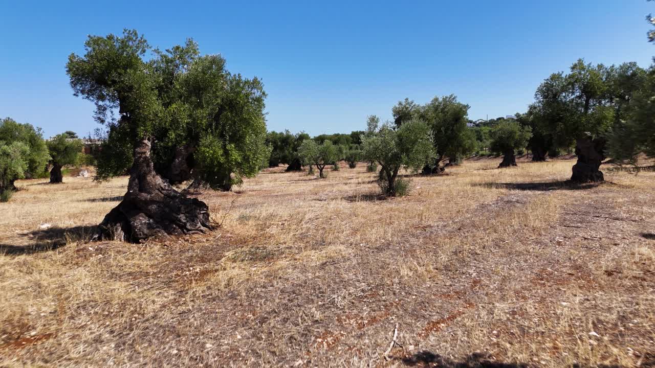 Olive tree forest in Italy, low angle view