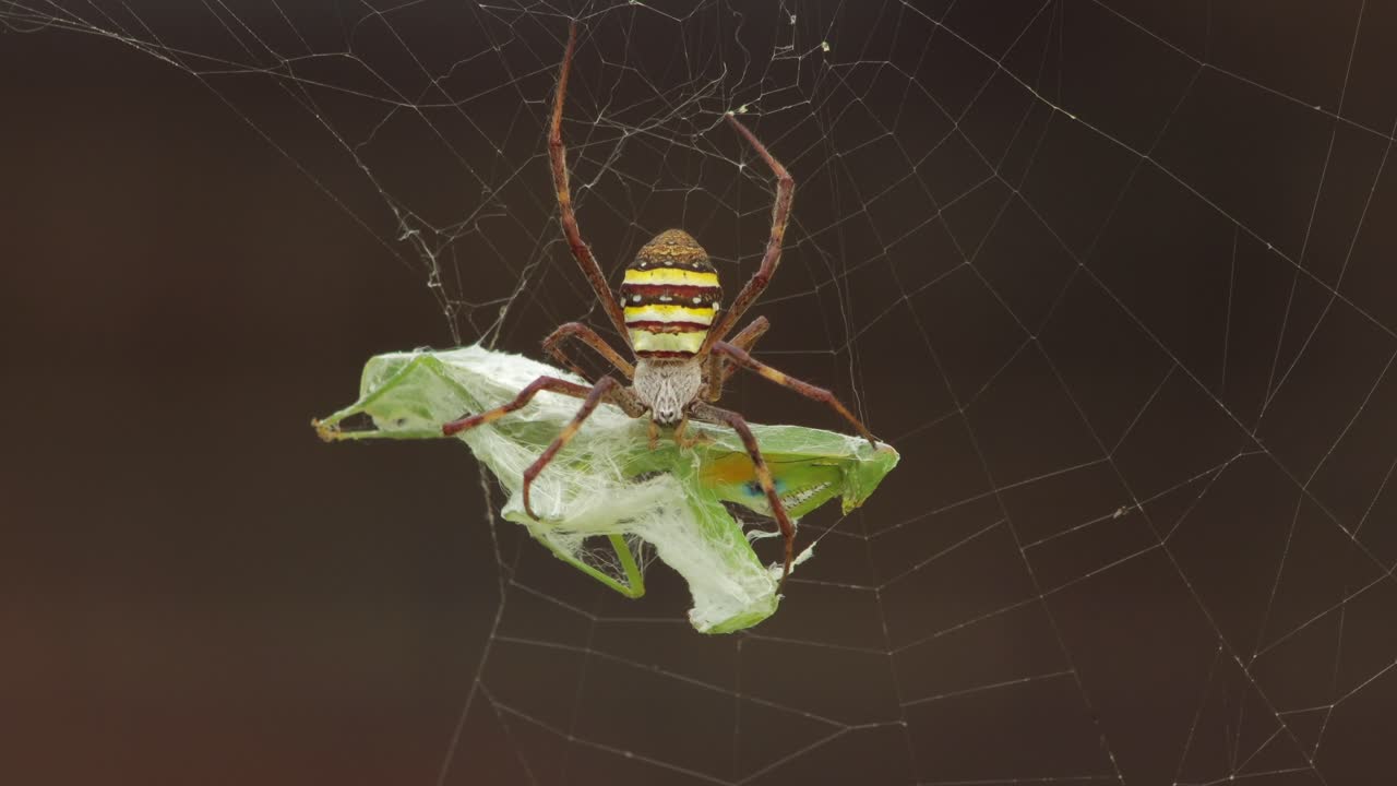 cruz de san andrés araña hembra que se aferra a la vida sacudiendo a la mantis orante atrapado en la red durante el día soleado australia victoria gippsland maffra