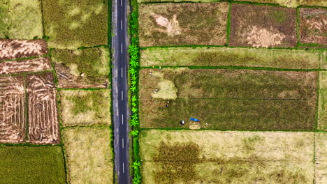 Rice-farmers-harvest-in-paddy-fields-next-to-road-gathering-bales,-aerial-top-down