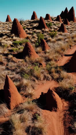 ant hills and dirt road in bushveld