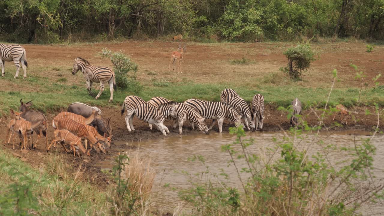 Impala watches as Zebra and Nyala get startled at African water hole