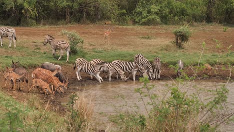 impala observa cómo zebra y nyala se asustan en un pozo de agua africano