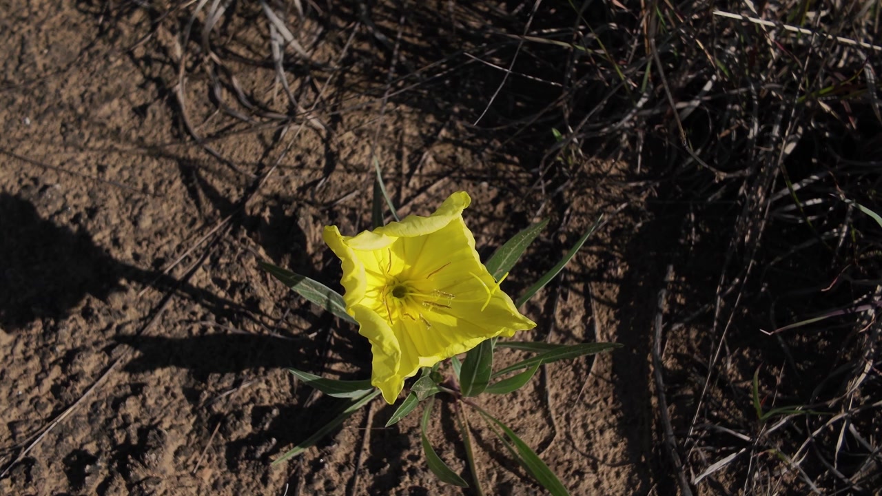 Lys gul vildblomst blomstrer i tør sandjord Beskrivelse: Et top-down nærbillede af en enkelt, levende gul natlys vildblomst, der blomstrer i tør, stenet jord