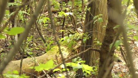 American-Goldfinch-hops-along-a-log-on-the-forest-floor