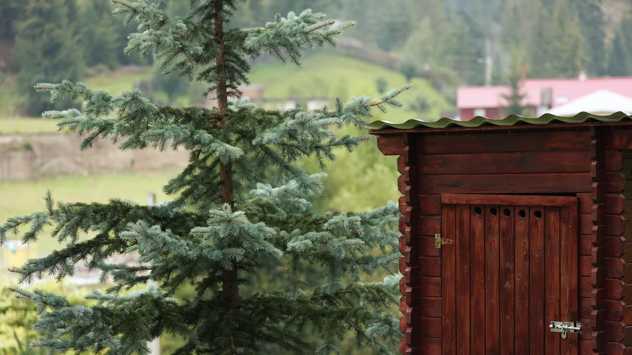 сосна рядом с открытым старомодным деревянным туалетом