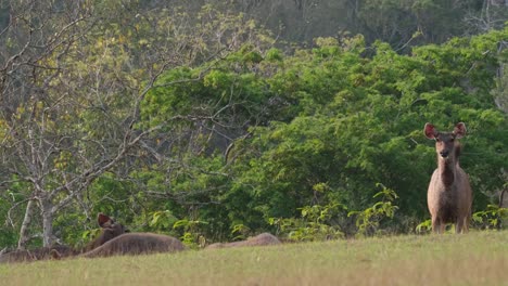 a female deer on the right shaking its body and looks straight towards the camera and then some raised their heads to look